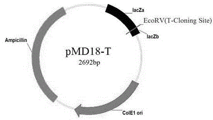 Gene for preventing toxoplasma infection and application of gene