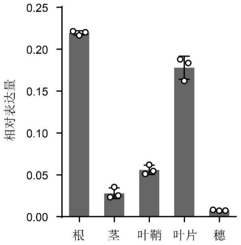 Application of the transcription factor hinge1 in the regulation of nitrogen-phosphorus homeostasis in plants