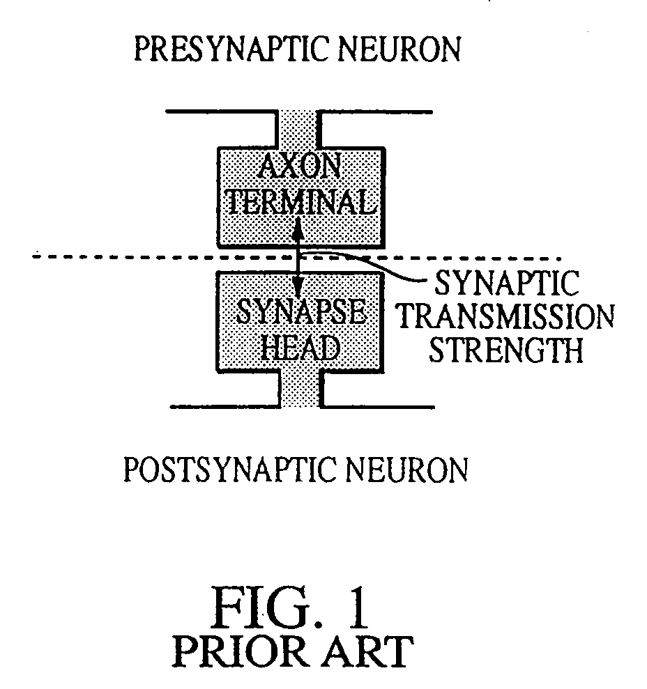 Hebbian synapse circuit