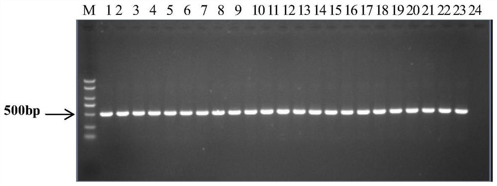 PCR primers and methods for the identification of different subgroups of cucurbit Bacteroides fruit spot