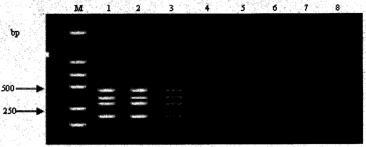 Mutiplex PCR detection kit for detecting PRRSV, PCV2, PRV and CSFV