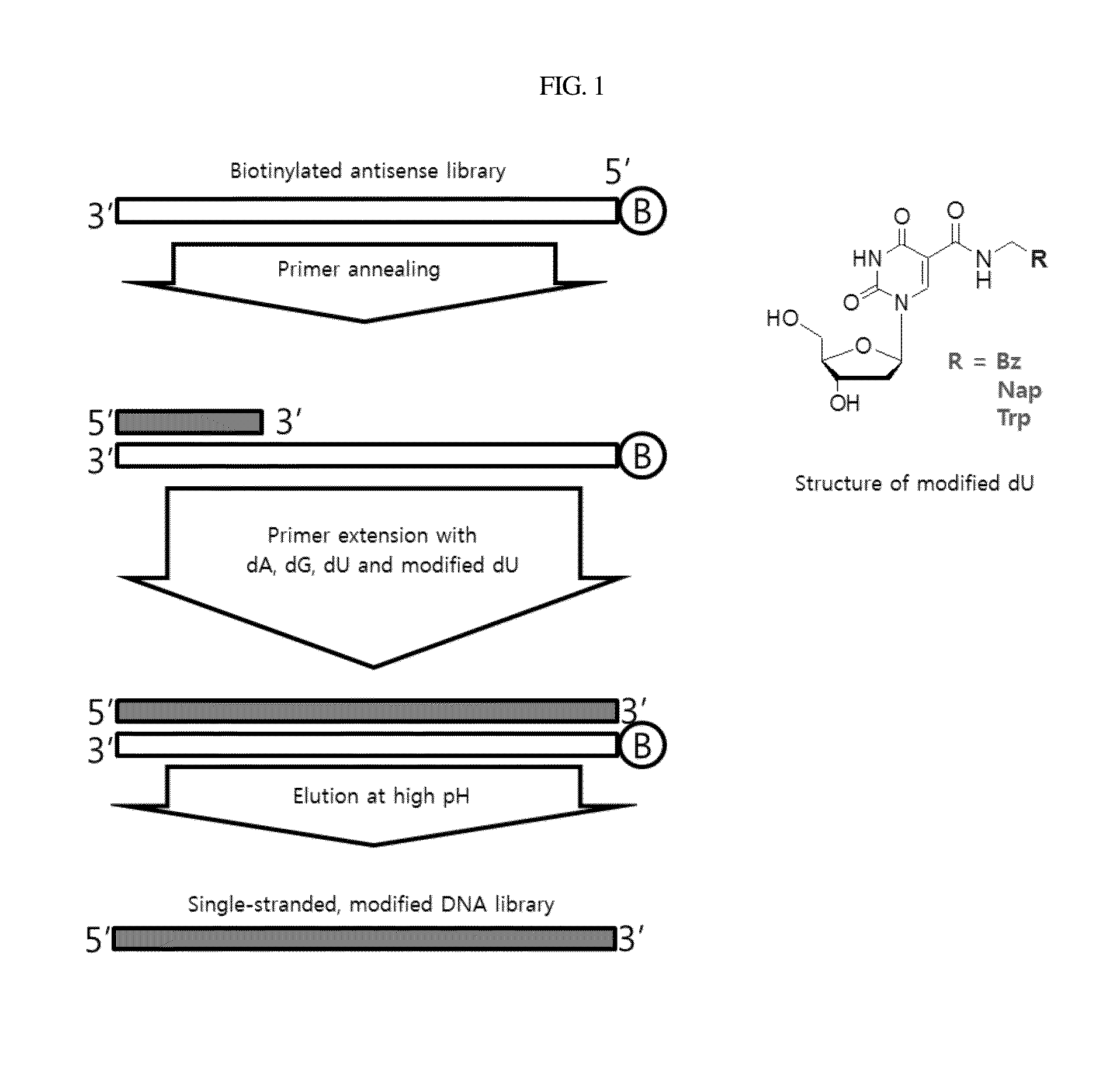 Aptamer which selectively binds to erbb2 receptor and uses thereof