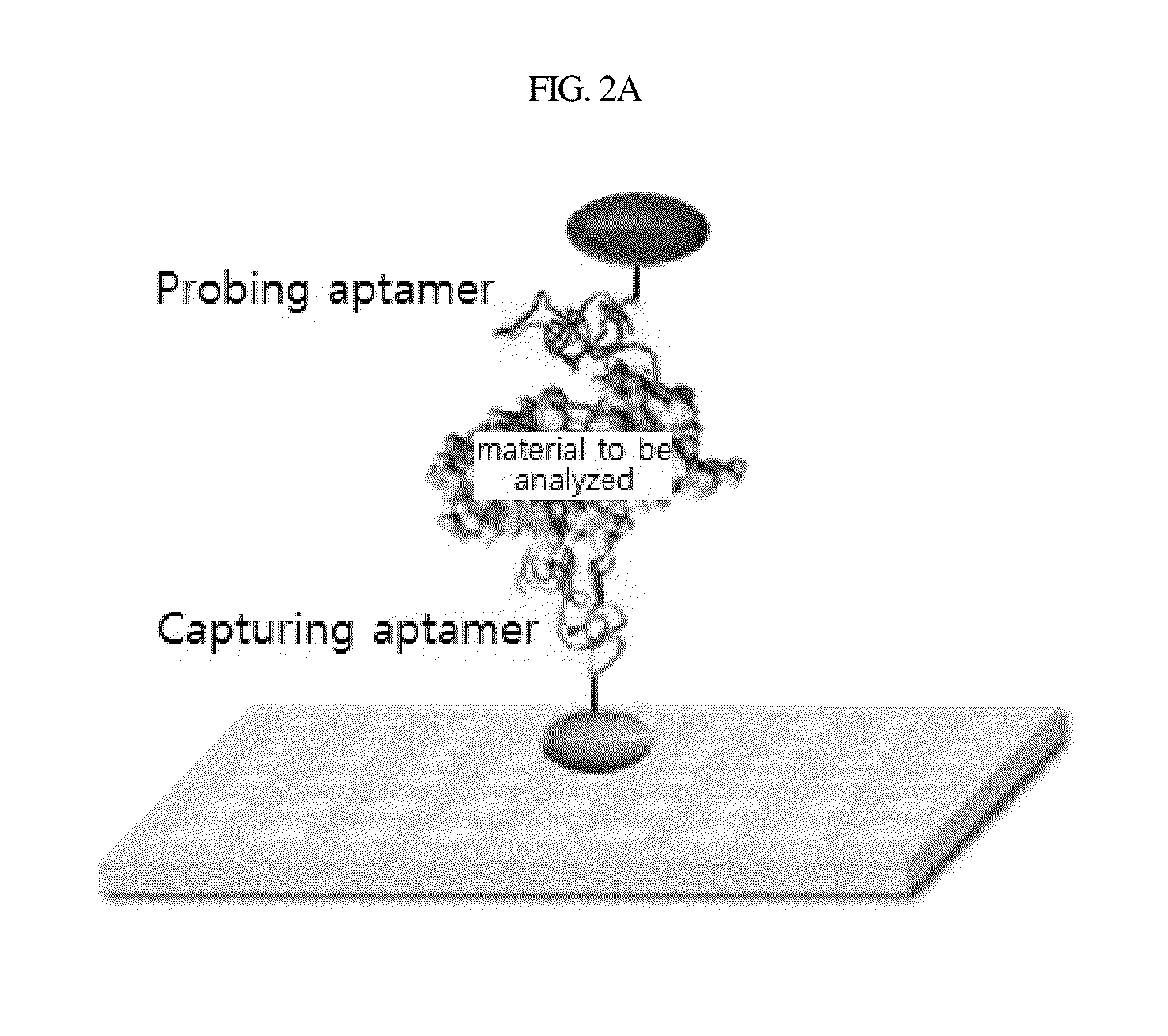 Aptamer which selectively binds to erbb2 receptor and uses thereof