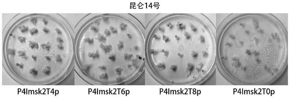 A kind of rapid propagation method of test-tube seedling of highland barley