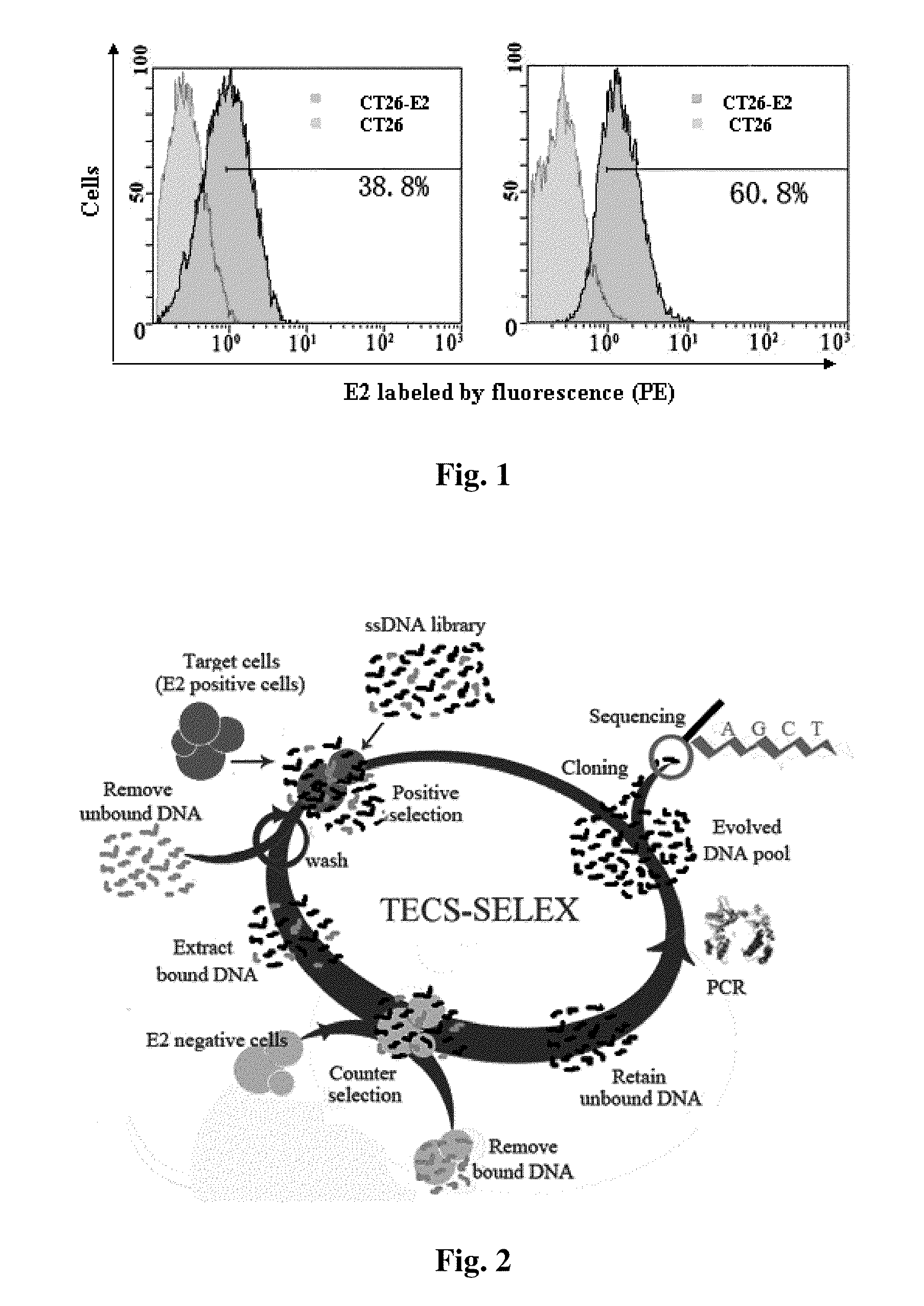 Small-molecule nucleotide aptamer for hepatitis C virus, preparation method and use thereof