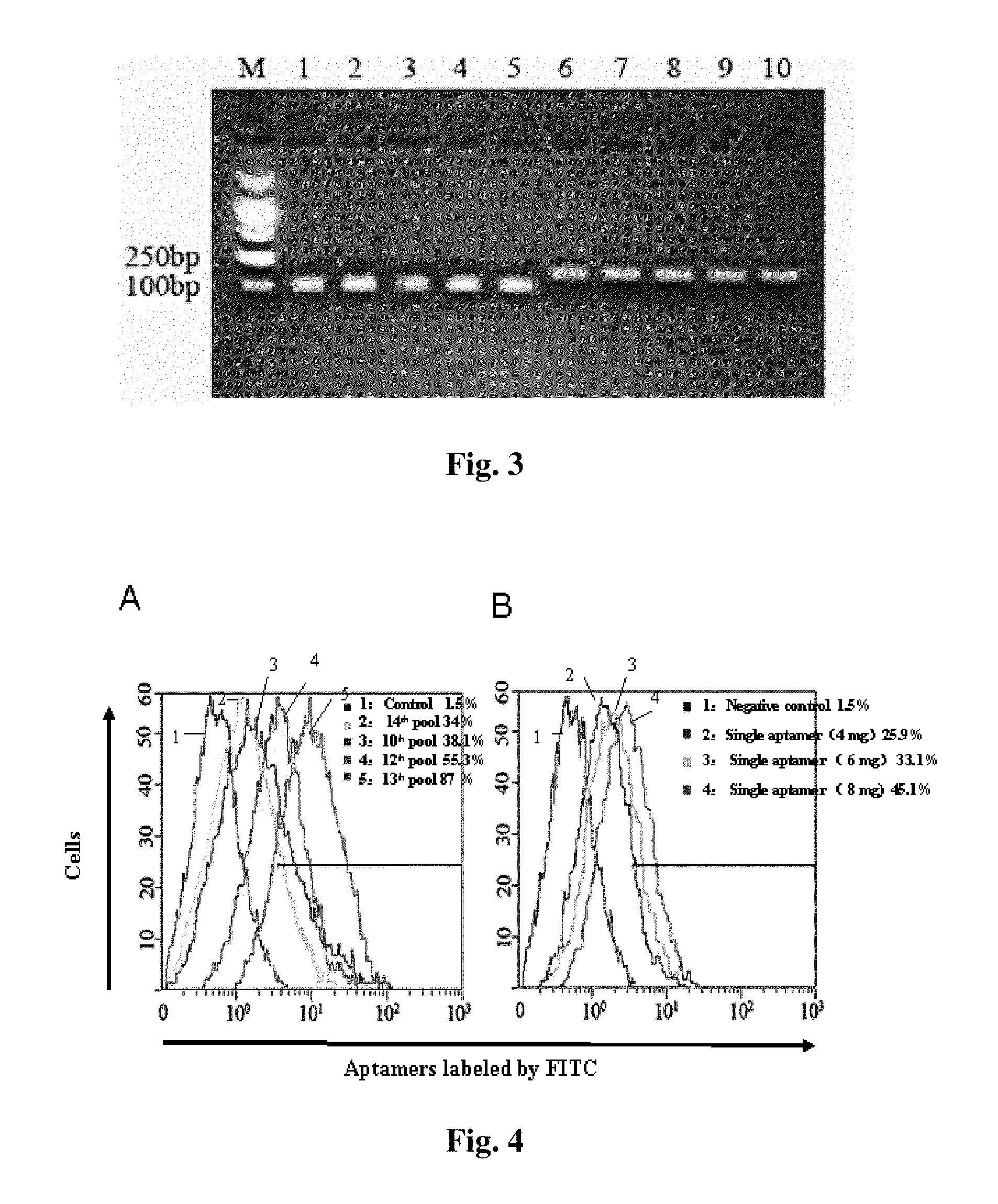 Small-molecule nucleotide aptamer for hepatitis C virus, preparation method and use thereof