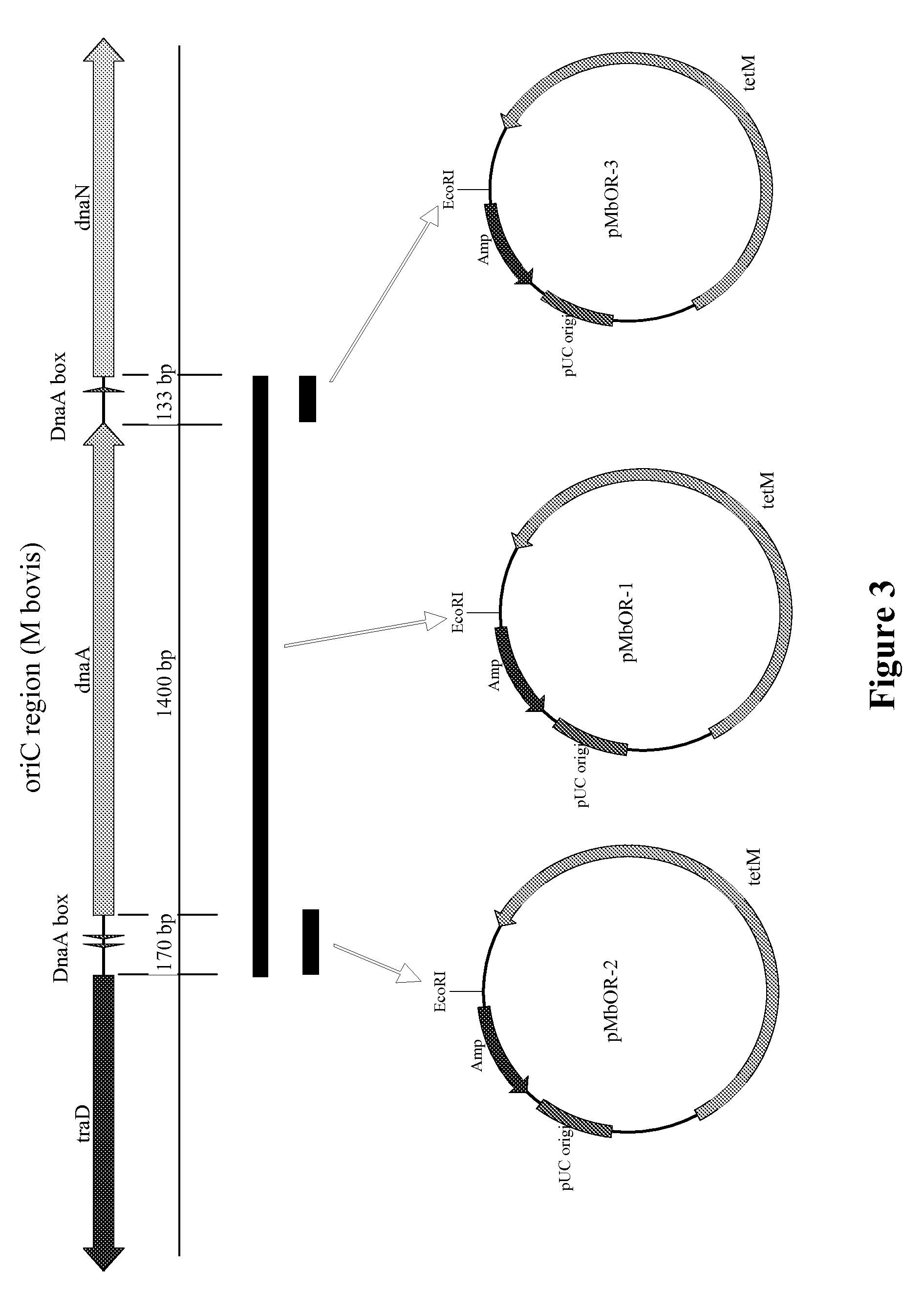 Cattle vaccines