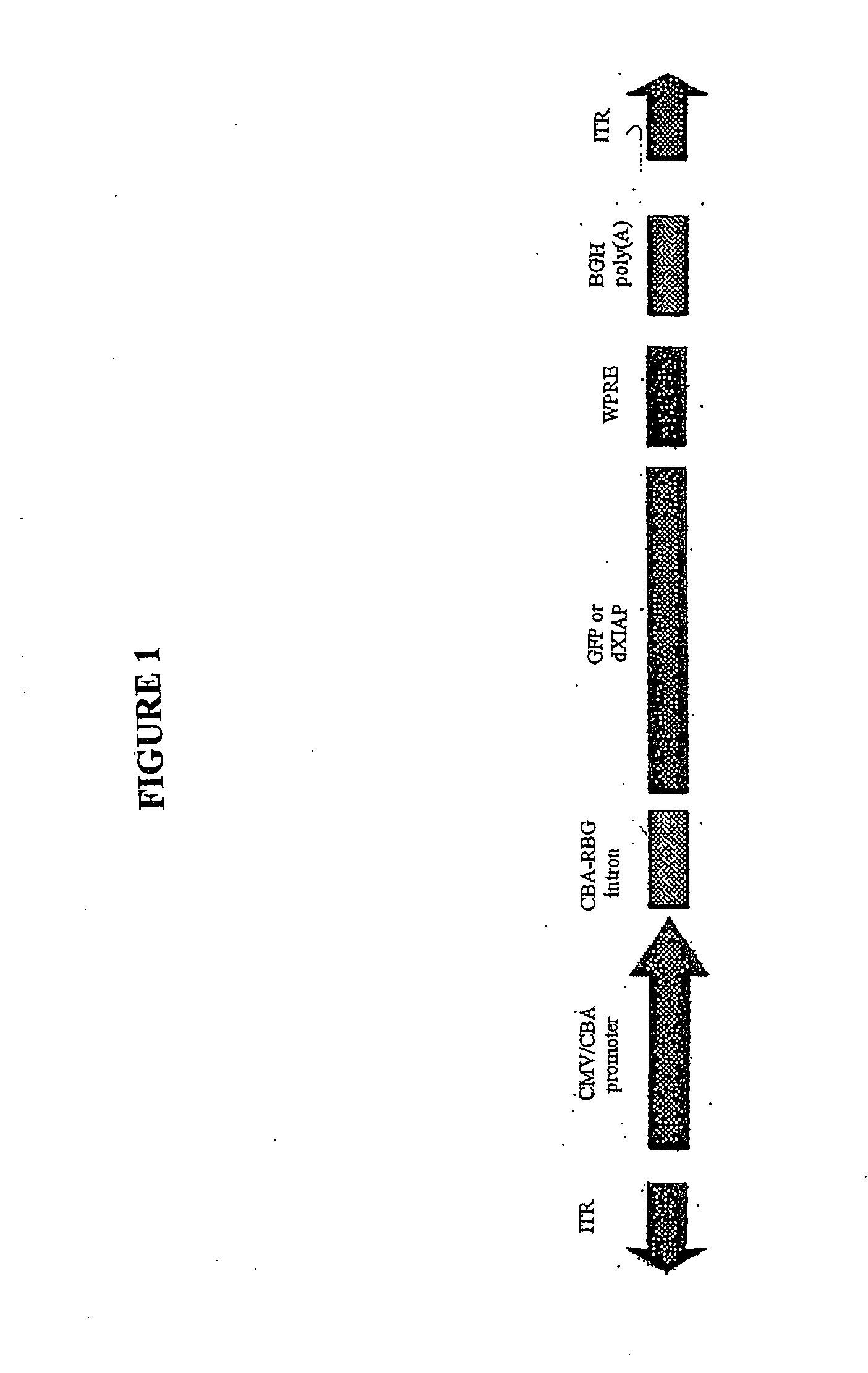 Use of apotosis inhibiting compounds in degenerative neurological disorders