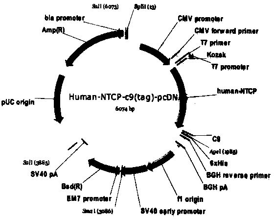 A method for constructing a mouse model expressing hepatitis B virus receptor-human ntcp