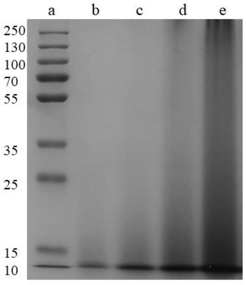 Method for preparing polypeptide by utilizing eggshell membrane, polypeptide prepared by method and application of polypeptide