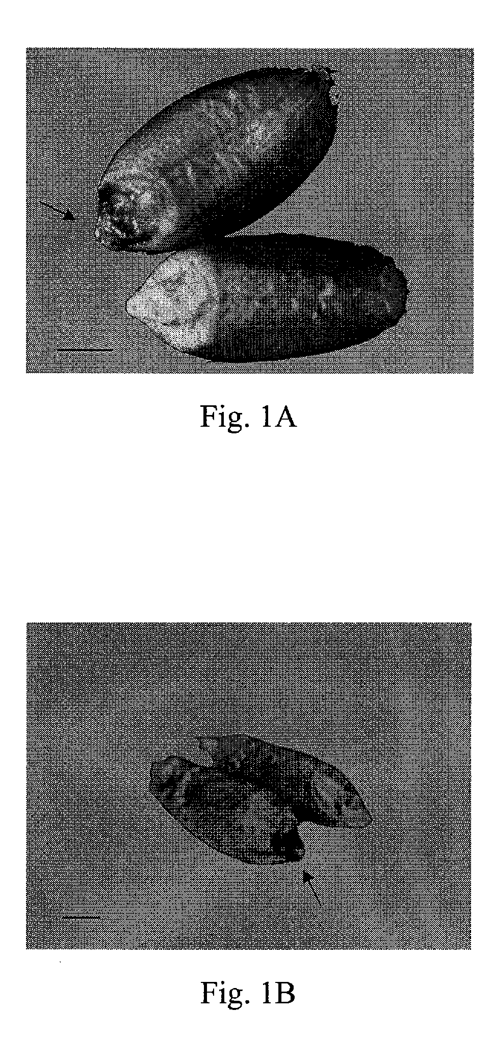 Identity preservation system for transgenic wheat and triticale