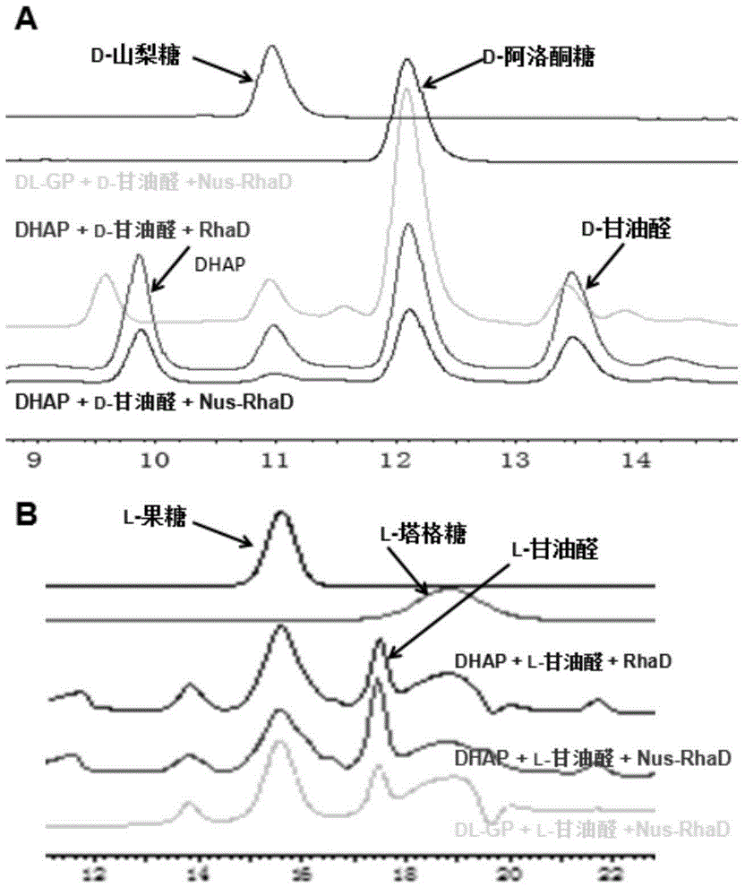 Application of L-rhamnulose-1-phosphate aldolase in catalytic synthesis of rare sugars