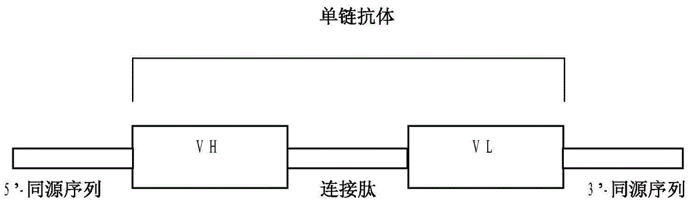 Anti-human carcino-embryonic antigen antibody as well as coding gene and application thereof