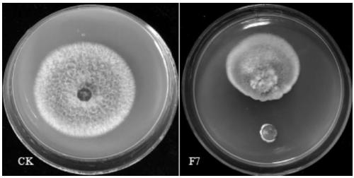 Chitin decomposition bacterium and application thereof