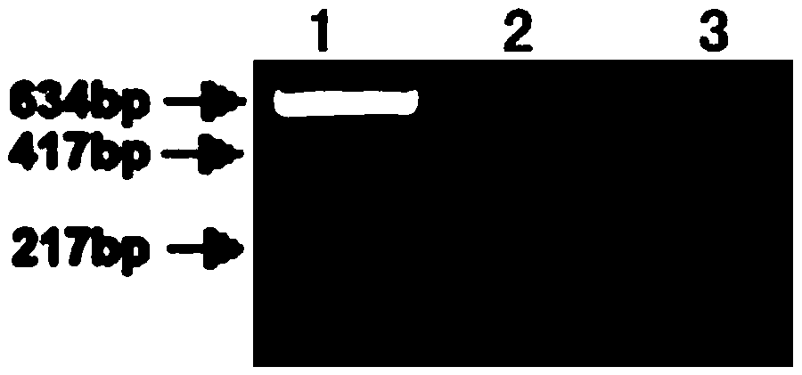 Method of detecting single base mutation and application