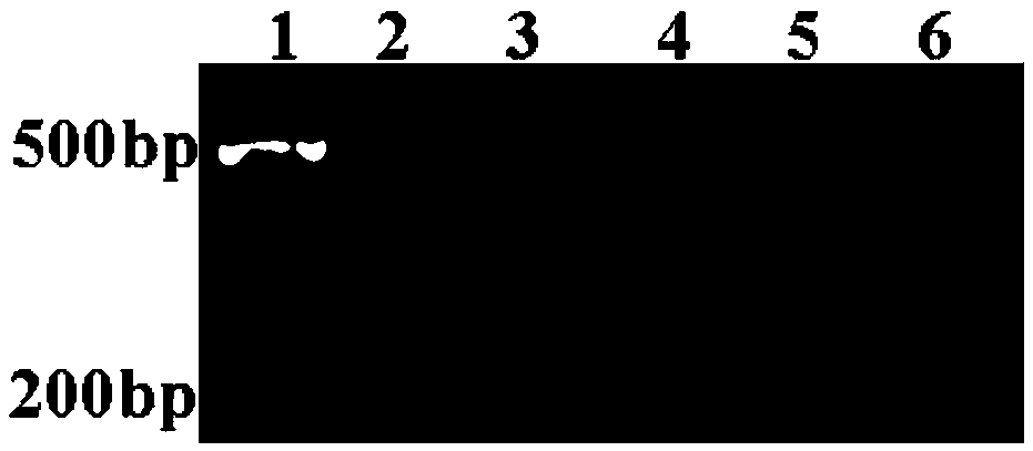 Method of detecting single base mutation and application