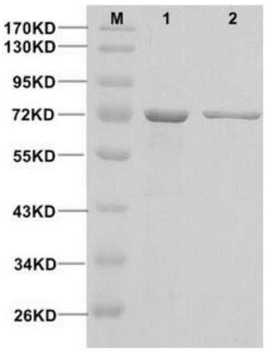 Site-directed mutagenesis modified saccharomyces cerevisiae dipeptidyl peptidase III