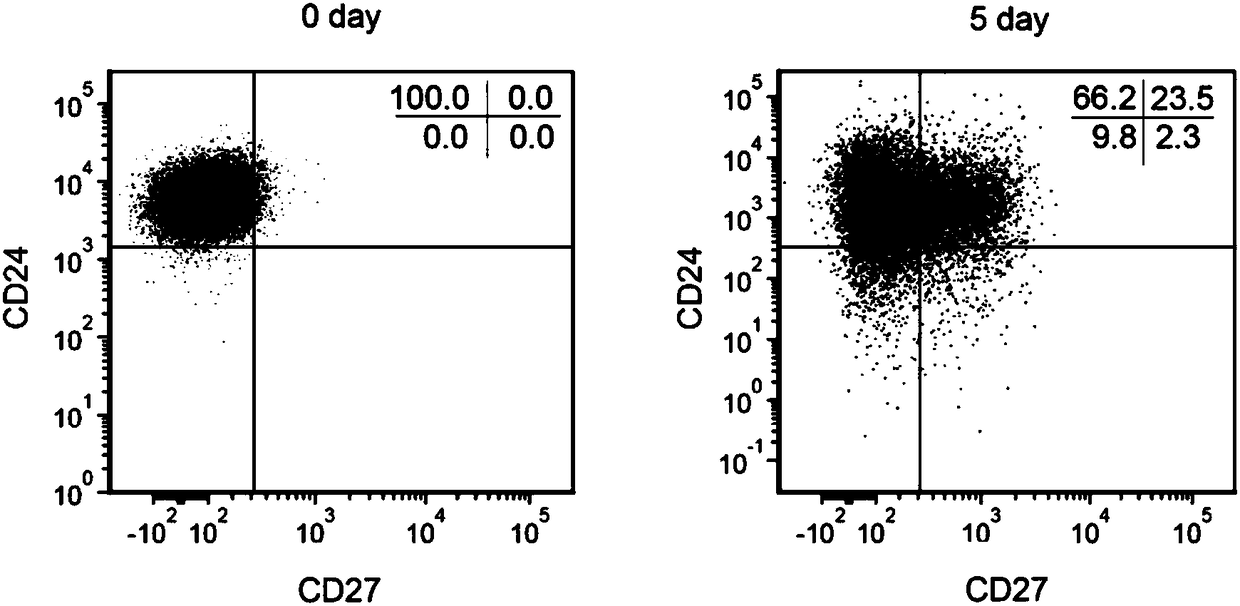 Method for inducing initial B cells to differentiate into regulatory B cells in in-vitro way and culture conditions thereof