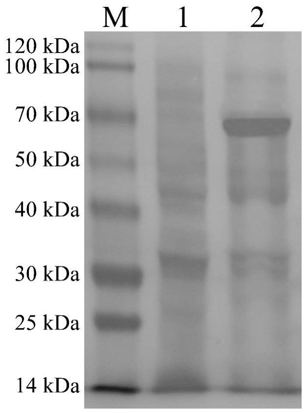 A kind of perch rhabdovirus g2-2m subunit vaccine and its preparation method