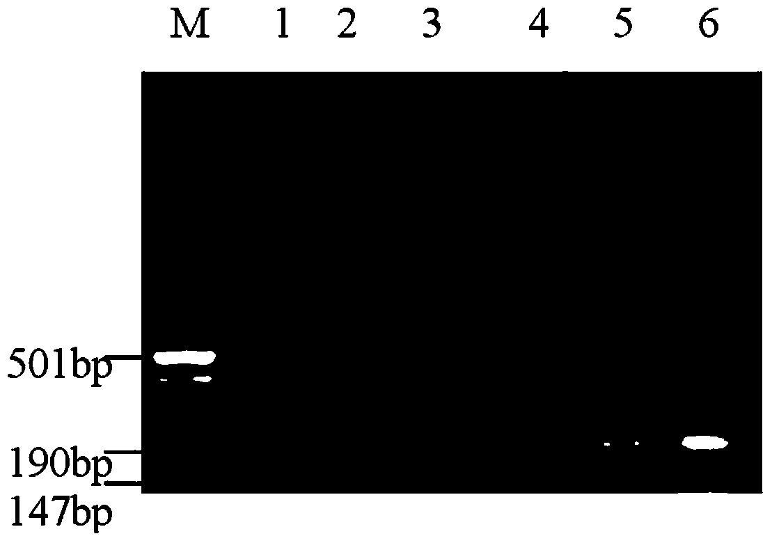 Method for rapidly detecting MD resistance chickens