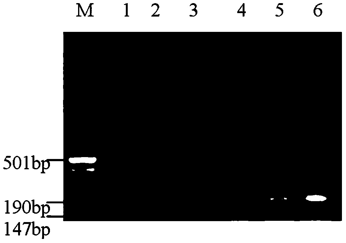 Method for rapidly detecting MD resistance chickens