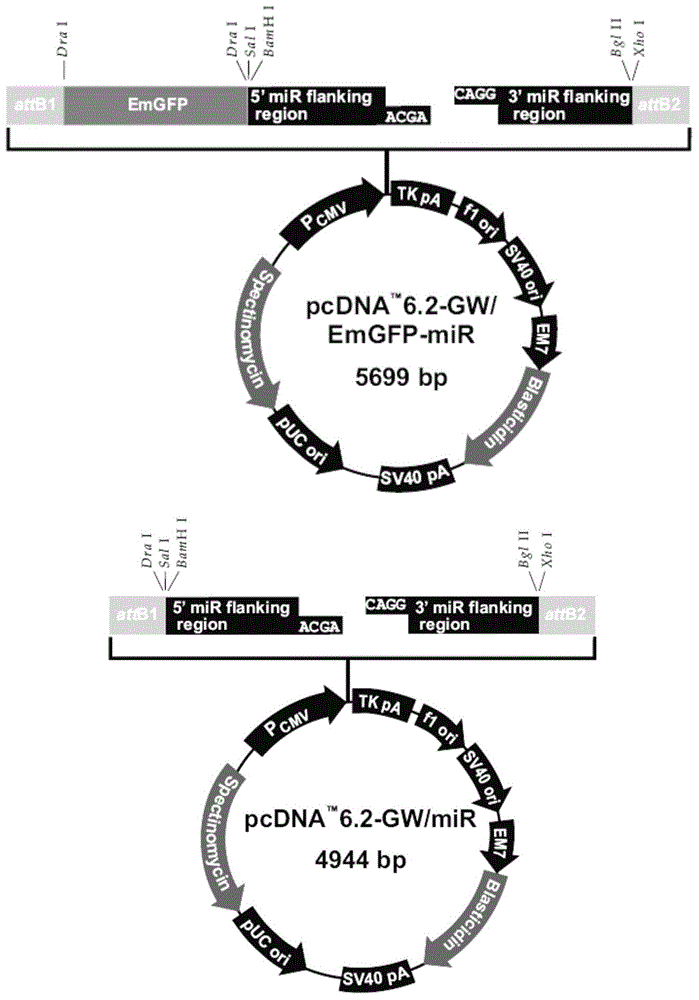 New precursor miRNA and applications of new precursor miRNA in tumor treatment