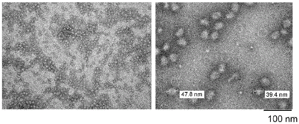 Flavivirus virus like particle