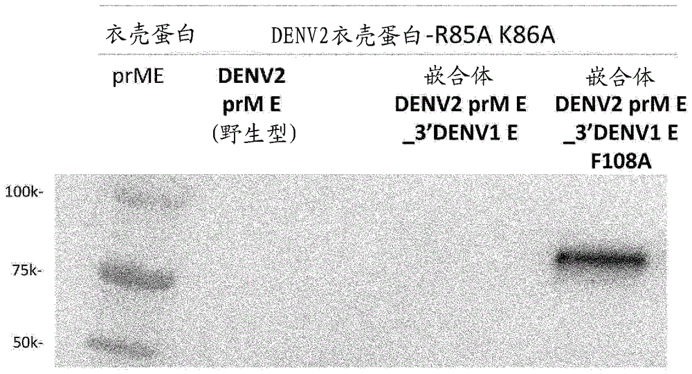 Flavivirus virus like particle