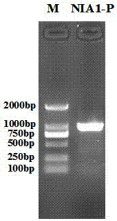 Tobacco nitrate reductase NIA1 promoter and expression vector and application thereof