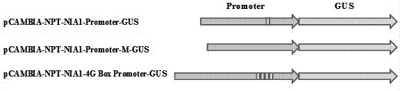 Tobacco nitrate reductase NIA1 promoter and expression vector and application thereof