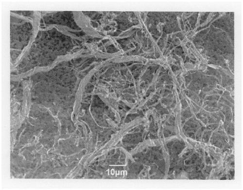 Dried cellulose fibers, cellulose fiber-resin composite, and molded article