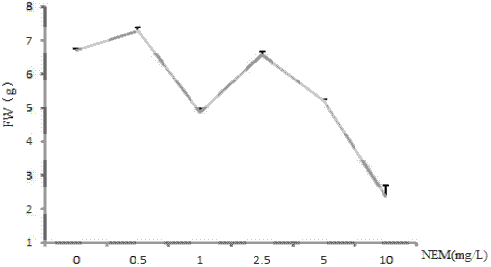 Method for promoting accumulation of salvia miltiorrhiza hairy root rosmarinic acid