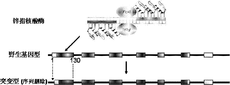 Method for knocking out bovine myostatin gene by zinc finger nuclease