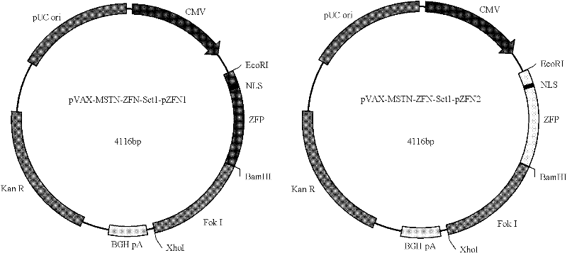 Method for knocking out bovine myostatin gene by zinc finger nuclease