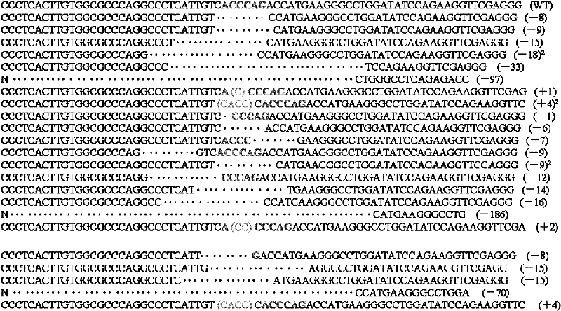 Method for knocking out bovine myostatin gene by zinc finger nuclease