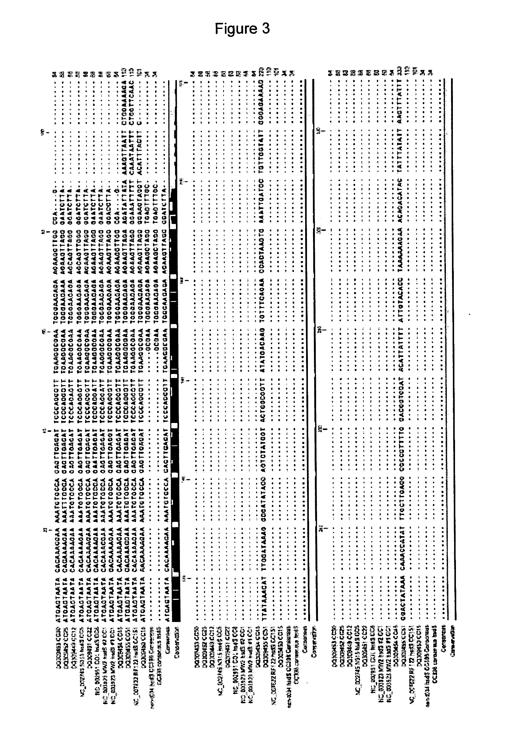 DNA-based methods for clone-specific identification of staphylococcus aureus