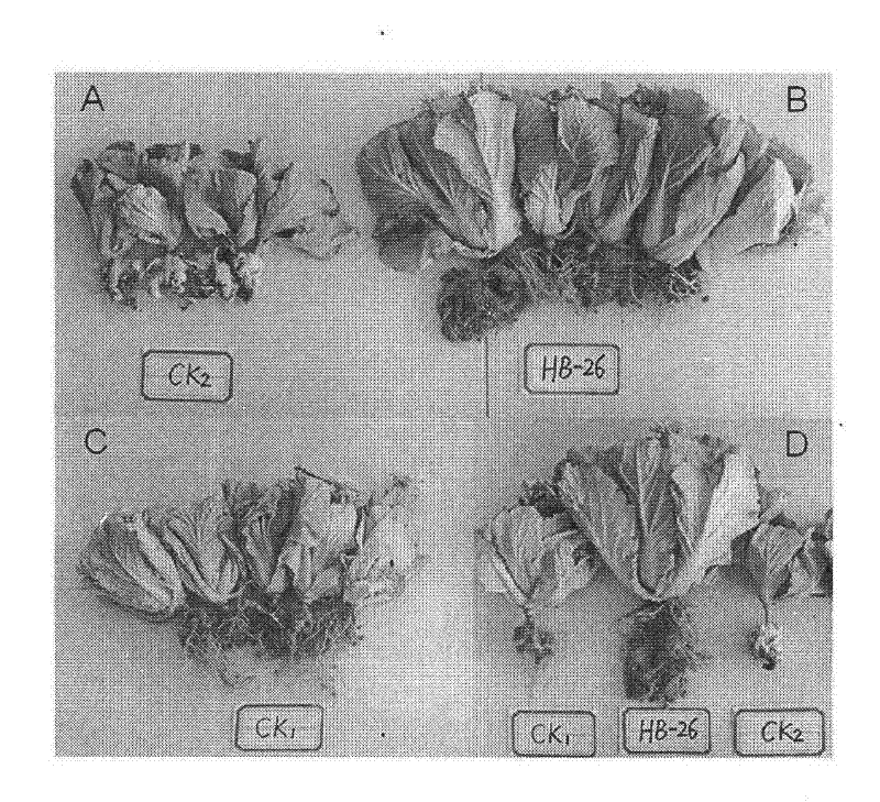 Bacillus amyloliquefaciens for inhibiting bird rape plasmodiophora brassicae and separation and application of active substances thereof