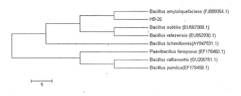 Bacillus amyloliquefaciens for inhibiting bird rape plasmodiophora brassicae and separation and application of active substances thereof