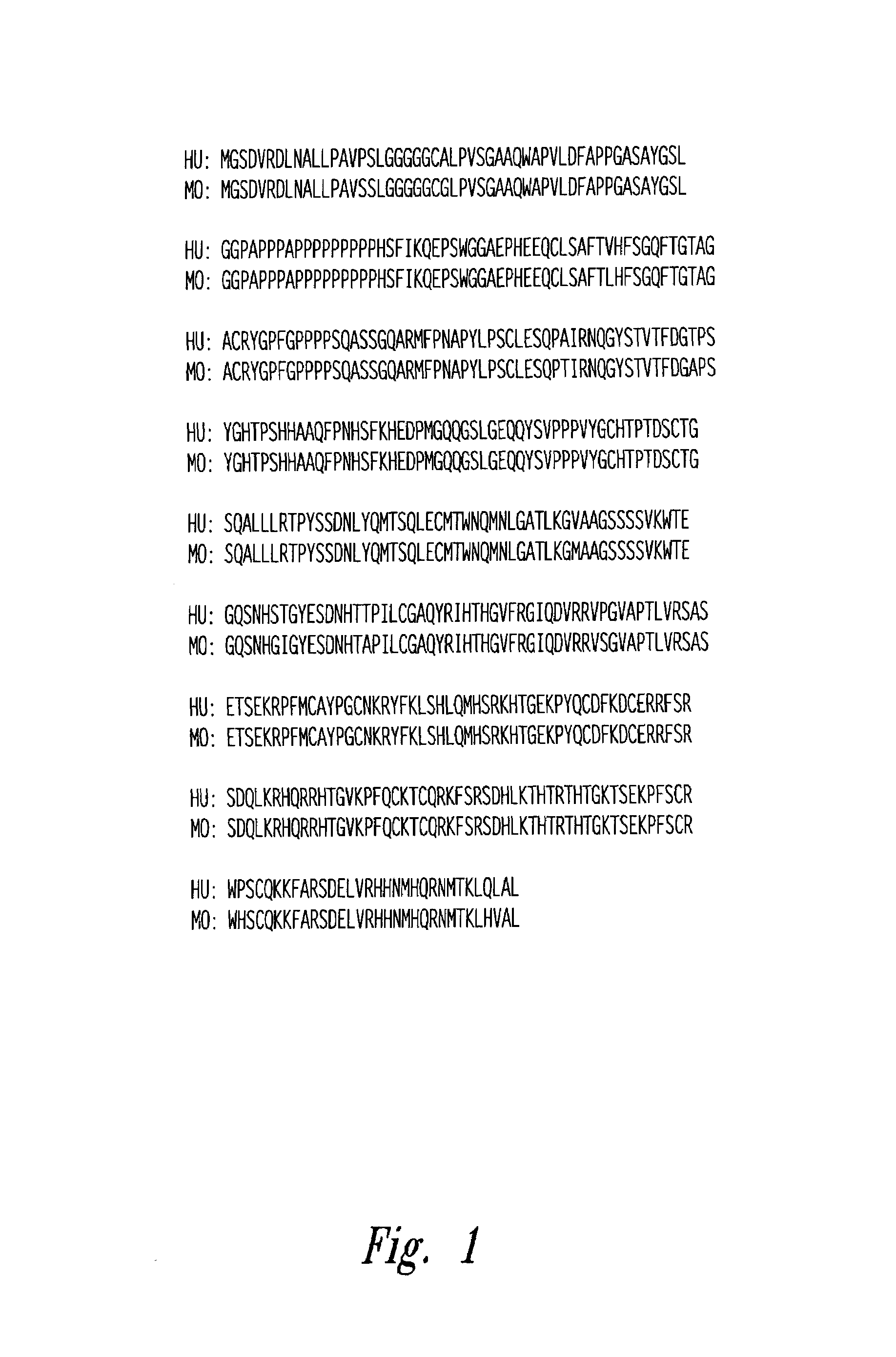 WT1 fusion proteins