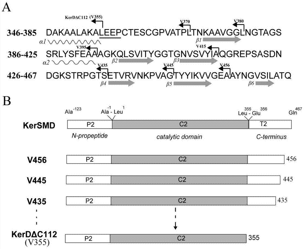 Keratinase mutant with improved catalytic rate and preparation method thereof