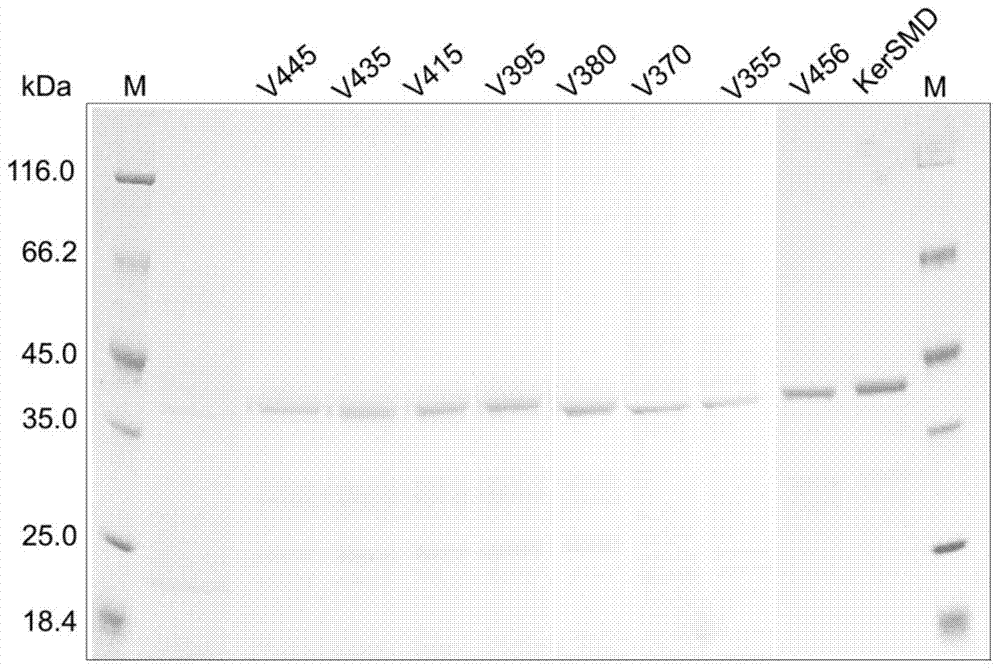 Keratinase mutant with improved catalytic rate and preparation method thereof