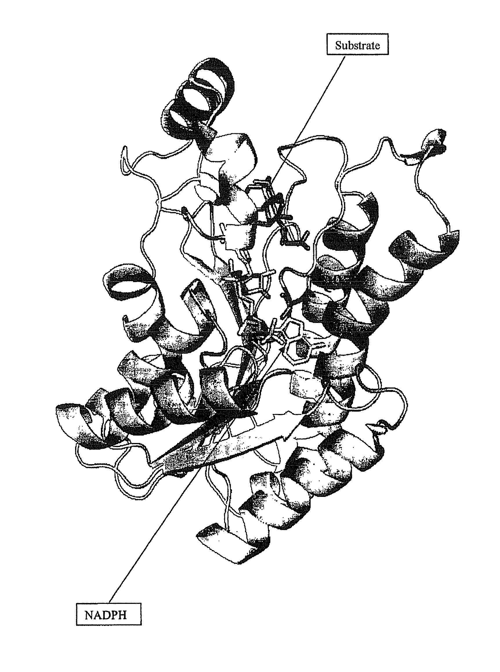 Novel 12 alpha-hydroxysteroid dehydrogenases, production and use thereof