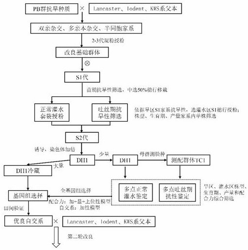 Method for breeding drought-enduring male parent germplasm based on corn PB group