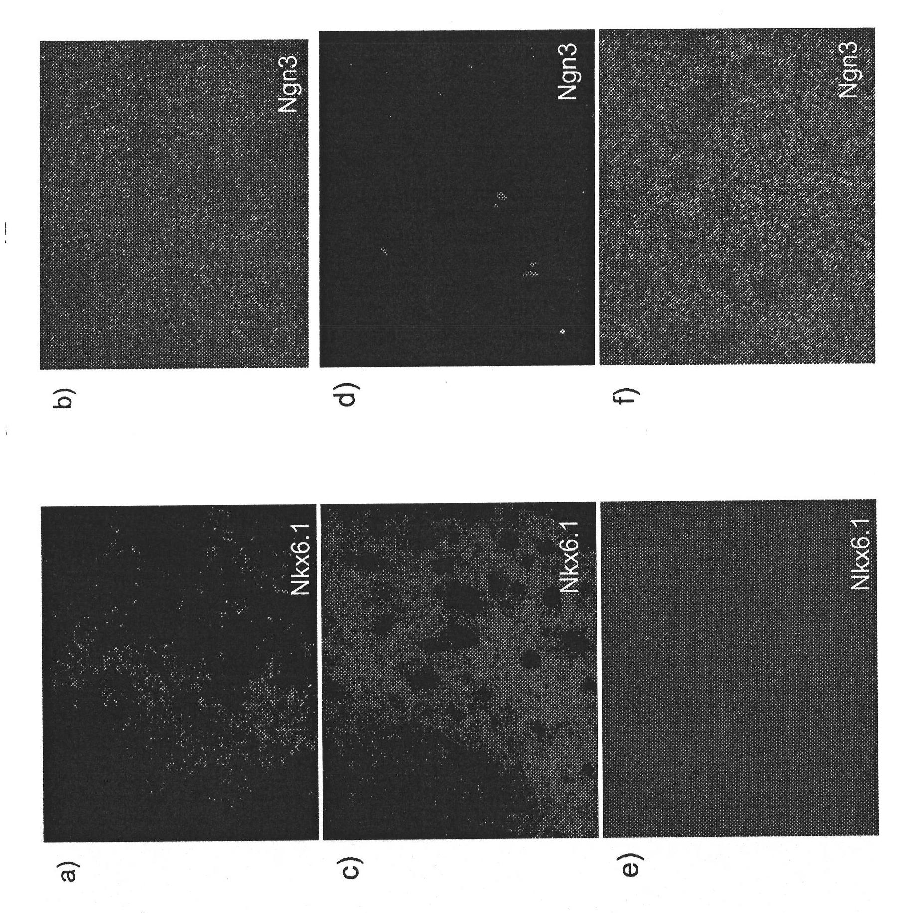 Differentiation Of Human Embryonic Stem Cells