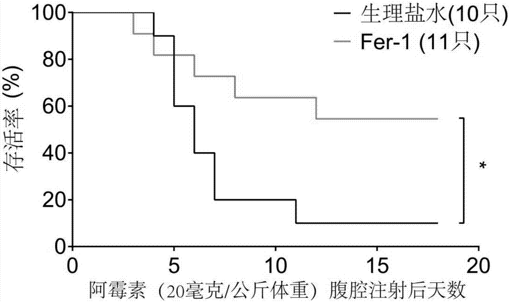 Application of Ferrostatin-1 to preparation of medicine for inhibiting cardiotoxicity caused by adriamycin