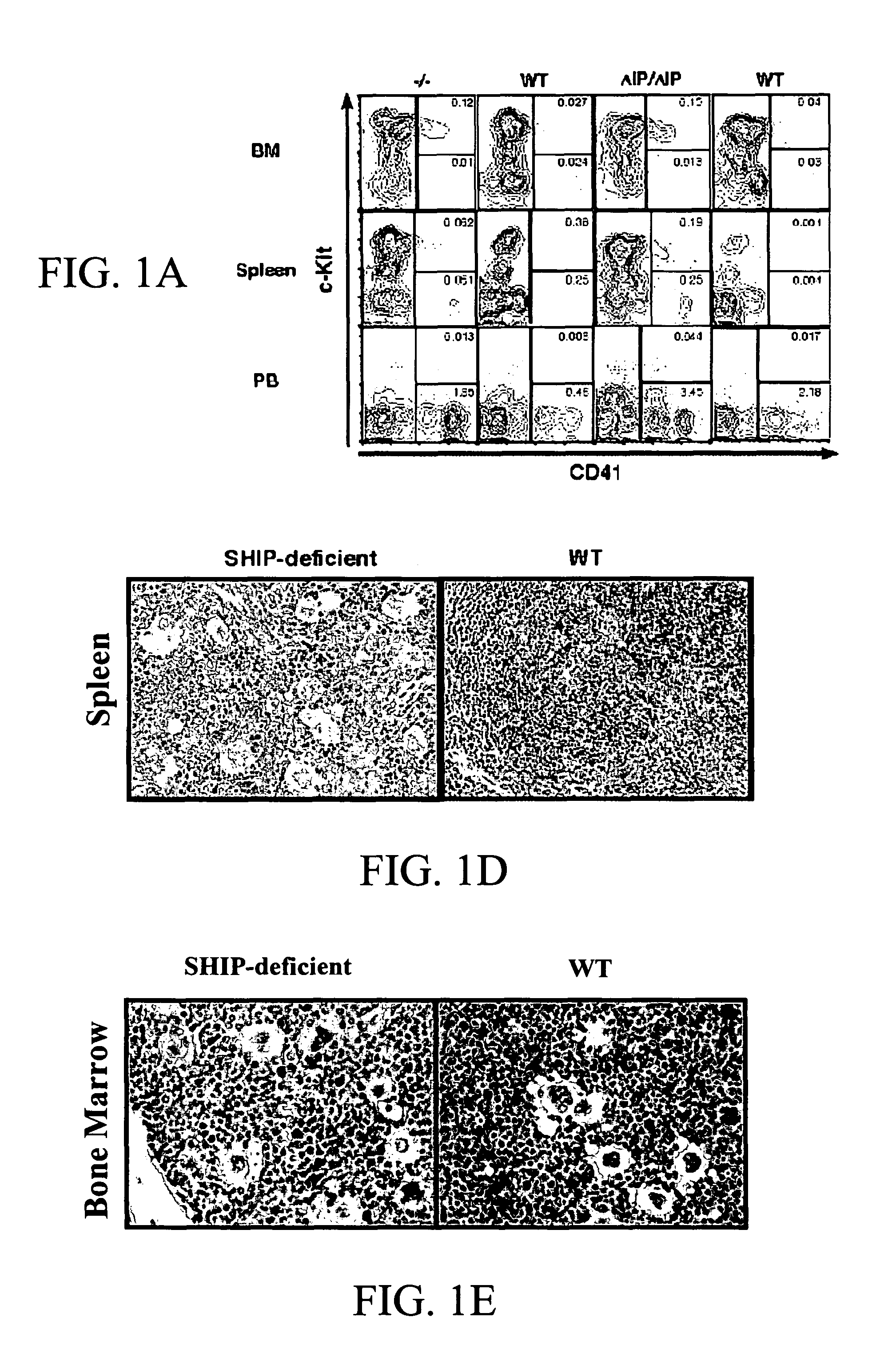 SHIP-deficiency to increase megakaryocyte progenitor production