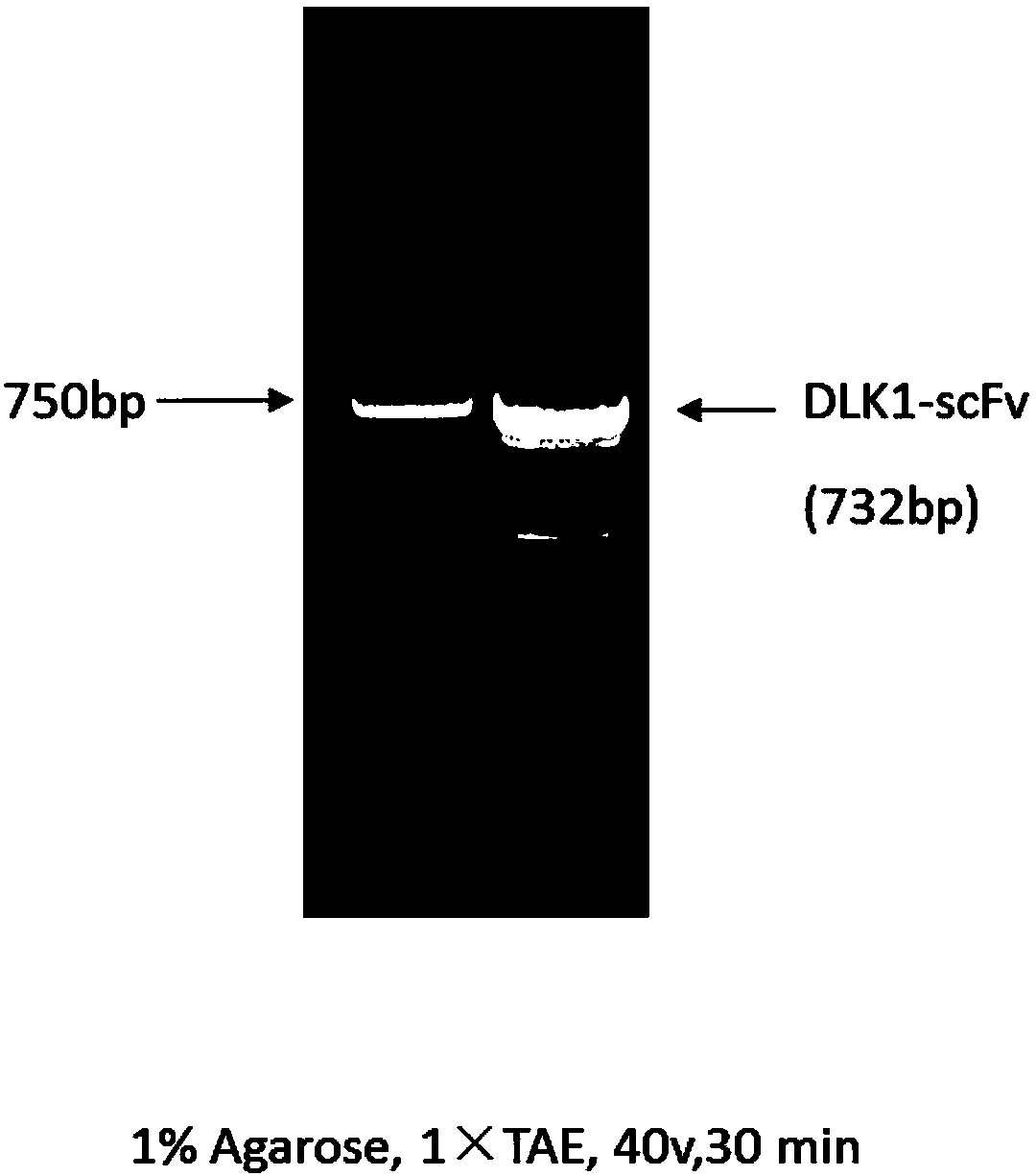 CAR-T construction method with antigens DLK1 related to liver cancers as targets