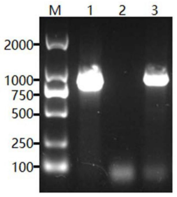 Clostridium perfringens epsilon toxin mutant protein as well as preparation method, application and vaccine thereof