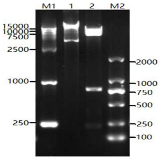 Clostridium perfringens epsilon toxin mutant protein as well as preparation method, application and vaccine thereof