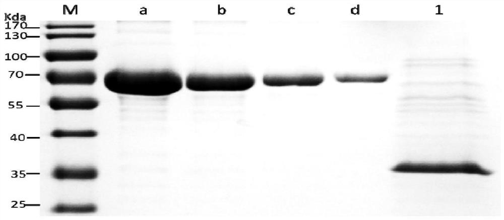 Clostridium perfringens epsilon toxin mutant protein as well as preparation method, application and vaccine thereof